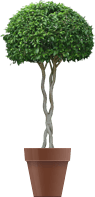 tree